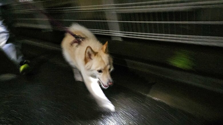 夜のお散歩中の様子。躍動感がすごい