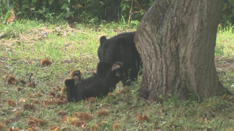 じゃれ合う親子グマ、子グマは仰向けに…