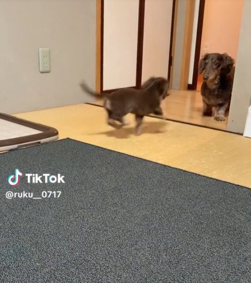 リアくんのもとに真っすぐダッシュ