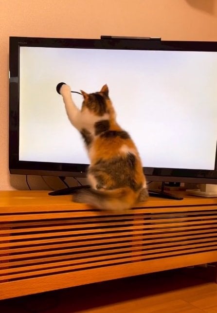 キャラクターが動きまわる「猫用動画」に興味津々なチャチャちゃん