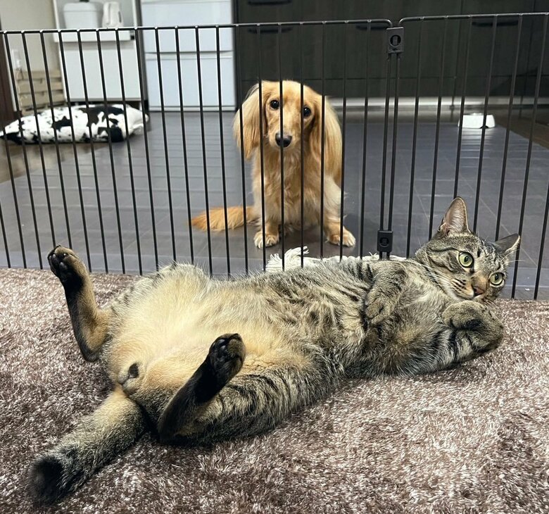 柵の外側からでも、ねこくんを見つめる