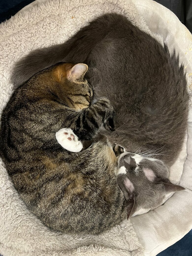 2匹で丸まって…