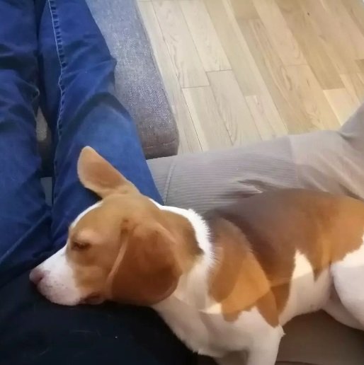 飼い主さんの膝でリラックス