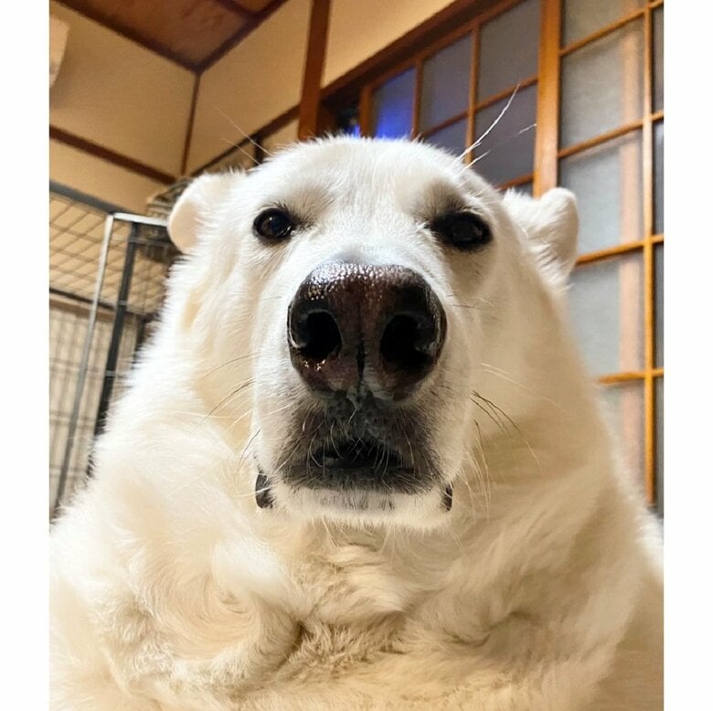 室内にいる“貫禄あるシロクマ”に見えるが…