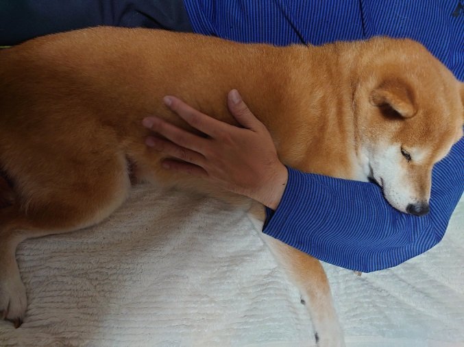 パパに抱っこされるのが大好きなテツくん