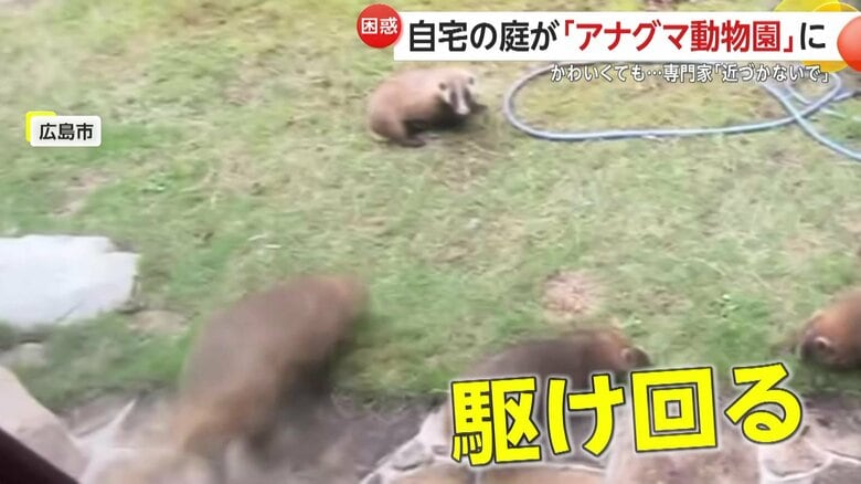 住宅の庭先に現れ自由に駆け回る5頭のアナグマ