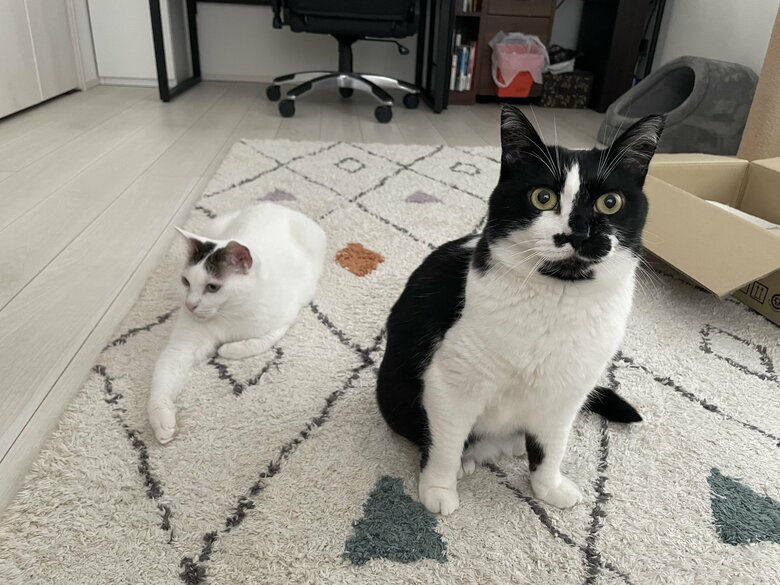 左：シノさん　右：トンちゃん（提供：卵山玉子先生）