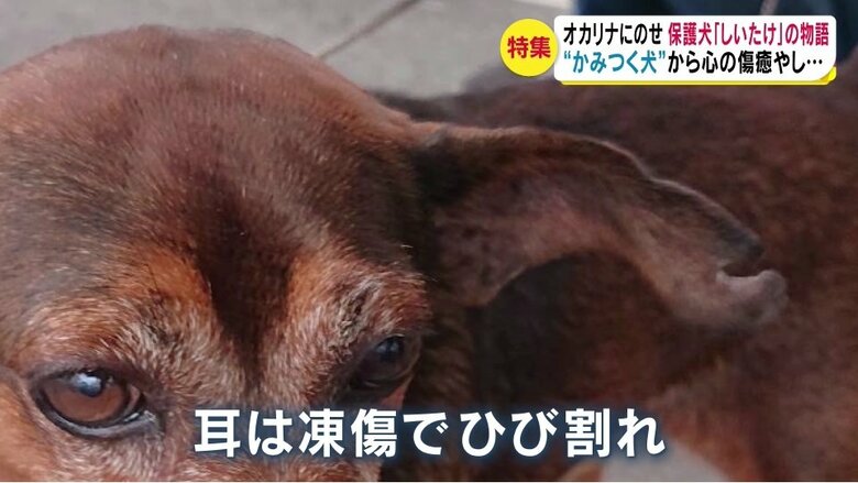 保護された当時（提供写真）