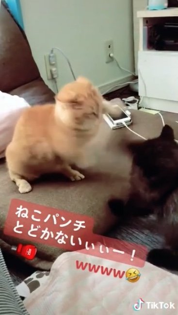 提供：サスケと小春さん