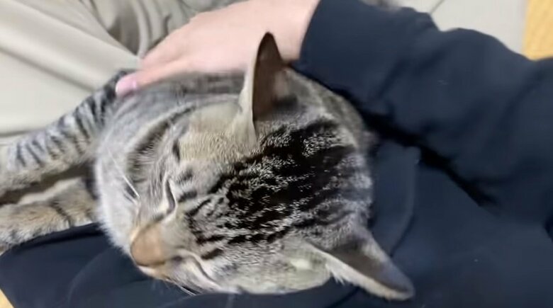 別の日のふくちゃん。この日も久しぶりの帰宅をした飼い主さんに甘えていたかと思いきや…