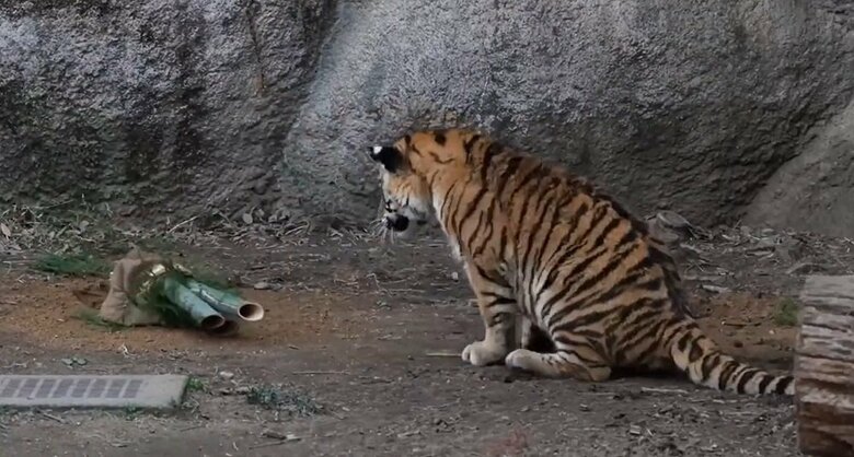 門松が倒れてしまった