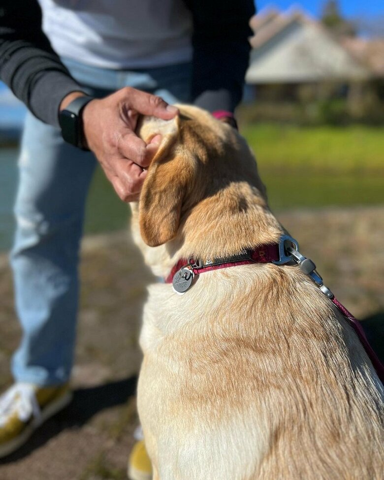 パパさんにワシャワシャ