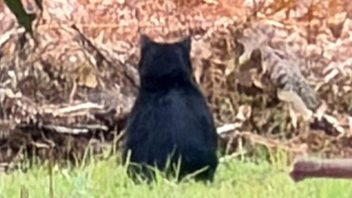 クマさんがいる」2歳の園児が目撃…保育施設の散歩中 警察などが周辺を