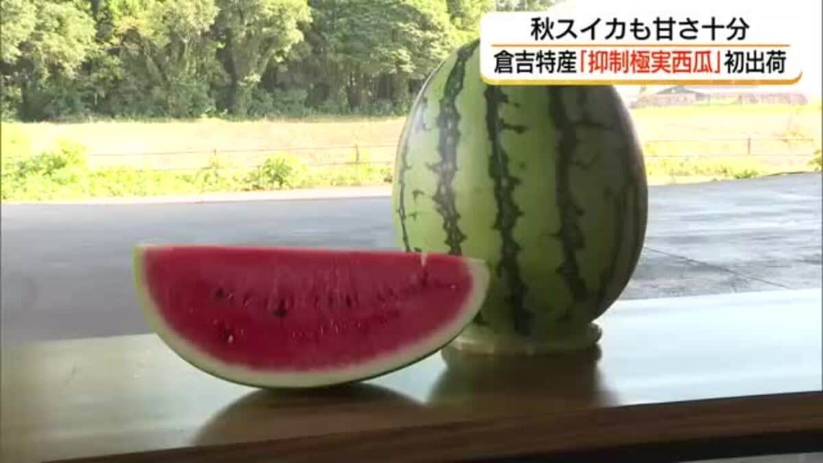 秋のスイカも甘い！倉吉特産「抑制極味西瓜」初出荷 関東・関西の市場