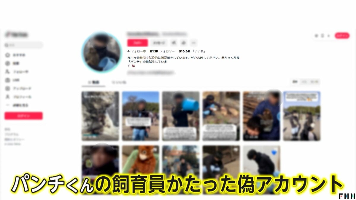 大人気の子猿「パンチくん」偽アカウントで寄付金募る詐欺 フォロワー8