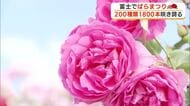 「花のように心がウキウキ」赤やピンクに黄色　色とりどりのバラ咲き誇る　富士市で「ばらまつり」開催