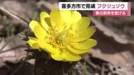 春の訪れを告げるフクジュソウ　日本最大級の群生地で見ごろ迎える　福島・喜多方市山都町
