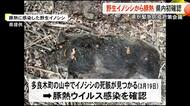 強い感染力と致死性　野生のイノシシで「豚熱」県内初確認【熊本】