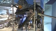 サメも丸呑みする“海の巨大トカゲ” 7000万年前の化石「ティロサウルス」の組み上げ作業を公開【福井発】