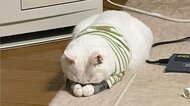 白猫の“ごめん寝”に「もう可愛いさMAX」　前足をむぎゅむぎゅ…普段からよくする姿か飼い主に聞いた