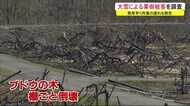 発芽早く作業の遅れも懸念 大雪による果樹被害を調査 秋田・横手市