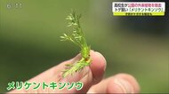 外来植物「メリケントキンソウ」高校生が除草 トゲがありけがの恐れも【佐賀県小城市】