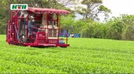 新茶の季節 五島でお茶の初摘み【長崎】