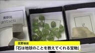延岡市 こども文化の祭典「大学教授の化石教室」 宮崎県