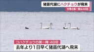 猪苗代湖に冬の使者 ロシアから約4000キロを旅し去年より1日早く<福島県>