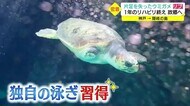 片足のないウミガメ「リブ」隠岐の海へ(島根・隠岐の島町)