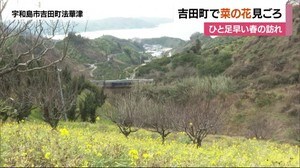 吉田町で菜の花見ごろ 南予にひと足早い春の訪れ【愛媛・宇和島市】