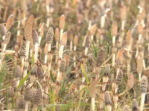 例年より1週間程早く顔を…『つくし』が芽吹き始める 10-15cm程に伸びて至る所に 三重・尾鷲市