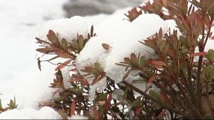 盛岡で今シーズン初積雪 けさの県内 内陸を中心に雪<岩手県>
