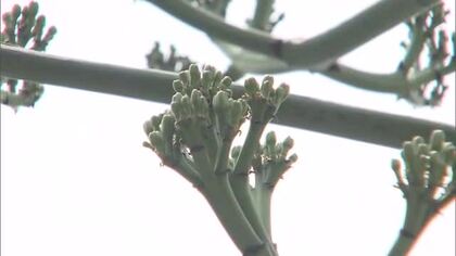 数十年に一度しか咲かない花・アオノリュウゼツランが倉敷市で開花か？見つけた人は”宝くじ感覚”【岡山】