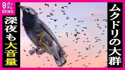 「追い払っても帰ってくる」『ムクドリ』の大群　鳴き声は“ゲーセンレベル”騒音にふん害　しかし「カメムシ食べる」役割も