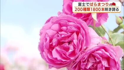 「花のように心がウキウキ」赤やピンクに黄色　色とりどりのバラ咲き誇る　富士市で「ばらまつり」開催