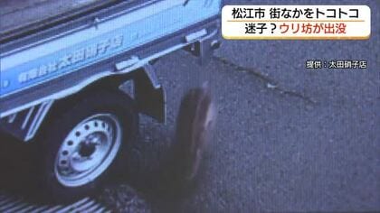 松江市中心部に「ウリ坊」 突然出没！防犯カメラがとらえる　松江市街地での出没は数年ぶり（島根）