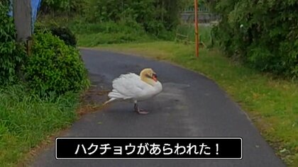 車のボディが傷だらけ…車を襲うハクチョウ　実は招かれざる外来種「コブハクチョウ」　“凶暴化”の原因はエサ不足？