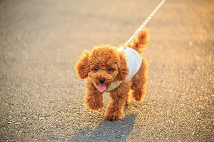 イヌ飼育の高齢者は「認知症発症リスク」が40%低下…ネコで飼育では変わらない？どんな違いがあったのか研究者に聞いた