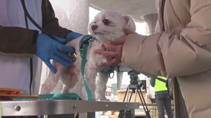 獣医師会が無料でペット診療・相談　無料預かりの取り組みも…長引く「ペットとの避難生活」が課題　【能登半島地震】