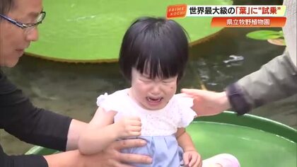 牧野植物園で巨大な葉「オオオニバス」に乗ろう！思わず大泣きも…今しかできない思い出づくり【高知】