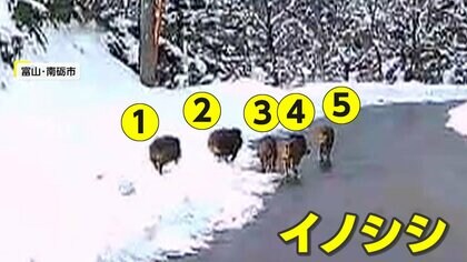 “思わぬ遭遇”…トンネルを抜けた先に5頭のイノシシ　富山・南砺市　暗闇の中で道路を横切ったのは4頭のシカ　静岡・長泉町
