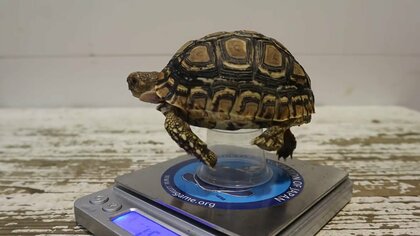 「置き物かと思っちゃう」足をパタパタさせた“子ガメ”の体重測定がかわいい…大きくなったらどうする？飼育員に聞いた