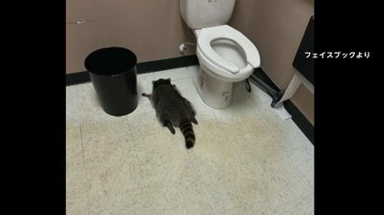 酒店で大暴れ、トイレで酔いつぶれたアライグマが一転ヒーローに　チャリティーグッズ爆売れ…売り上げ4000万円　アメリカ・バージニア州