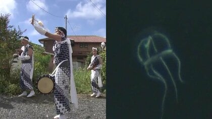 いわきの海で見つかった新種「ジャンガラコノハクラゲ」名前の由来は地元の念仏踊り　踊るように泳ぐ姿に釘付け【福島発】