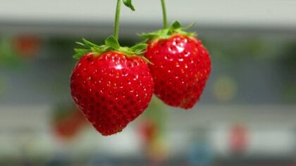 秋田を夏イチゴの産地に！勝負の2年目　「秋田夏響」の栽培マニュアル公開でいち早い産地化の実現目指す