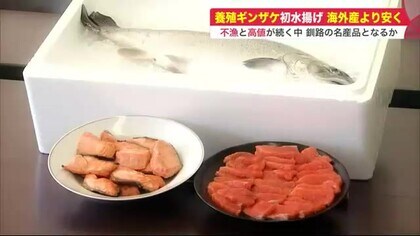 海外産より安くてウマい！ 不漁と高値続くサケ…「海水温上昇」が追い風に養殖ギンザケ初水揚げ  【北海道発】