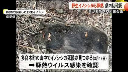 強い感染力と致死性　野生のイノシシで「豚熱」県内初確認【熊本】