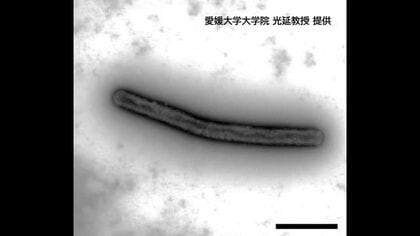 銅を“鉱石レベル”まで高濃度にする新しいバクテリア発見　愛媛大学などの共同研究【愛媛】　