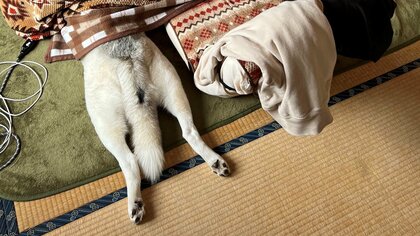 こたつ恐るべし！“シベリアには帰れない”ハスキーの姿が脱力し過ぎ…寒さに弱くなったのか飼い主に聞いた
